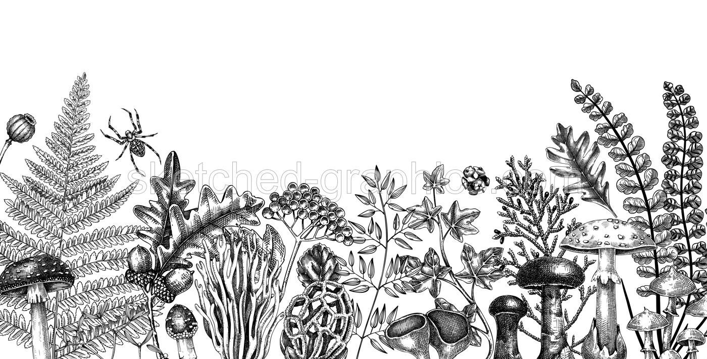 Hand drawn autumn forest background with ferns, mushrooms, fall leaves, berries and autumn plant sketches. Vintage botanical design template. Natural banner, print. Woodlands vector illustration. Illustration